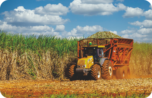 Nutritious Vegetables