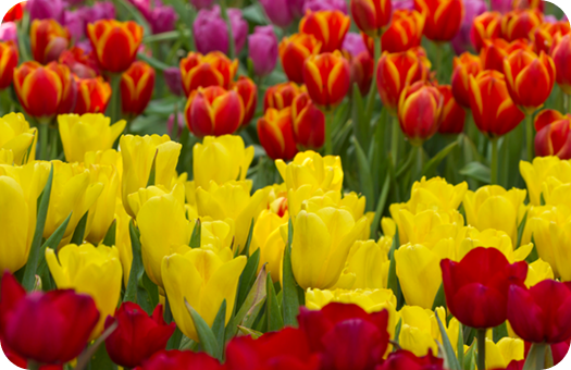 Nutritious Vegetables