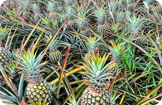 Nutritious Vegetables